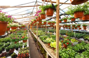Flowers,Inside,A,Garden,Center,Greenhouse,,Wide,Angle,Photo.