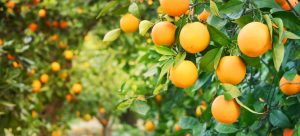 Bunch,Of,Ripe,Oranges,Hanging,On,A,Tree,,Spain,,Costa